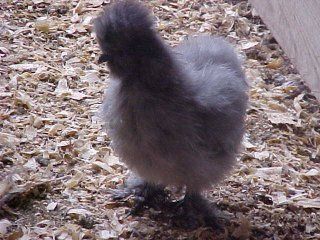11920_mvc-005s_dark_silkie_10-17-08.jpg