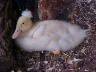 11920_mvc-011swduck10-17.jpg