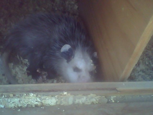 11964_possum.jpg