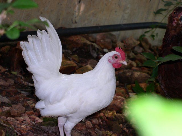 11997_henny_penny_1.jpg