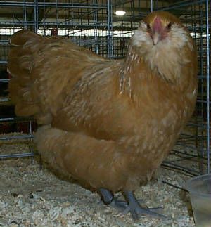 12029_12029_jean_ribbeck_buff_pullet.jpg