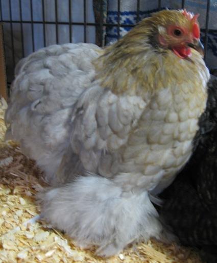 12029_2008-1124_bantam_cochin_lemon_blue_03.jpg