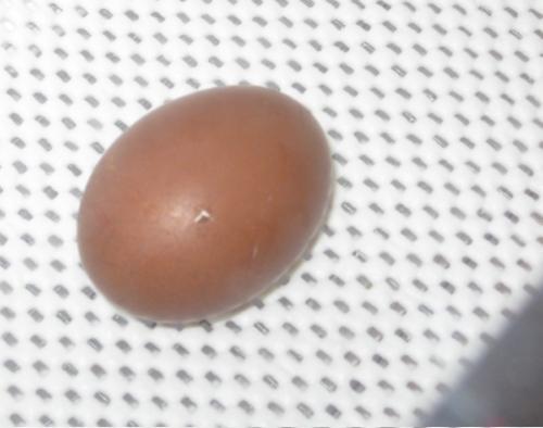 12029_2009-0226_bcm_egg_pip.jpg