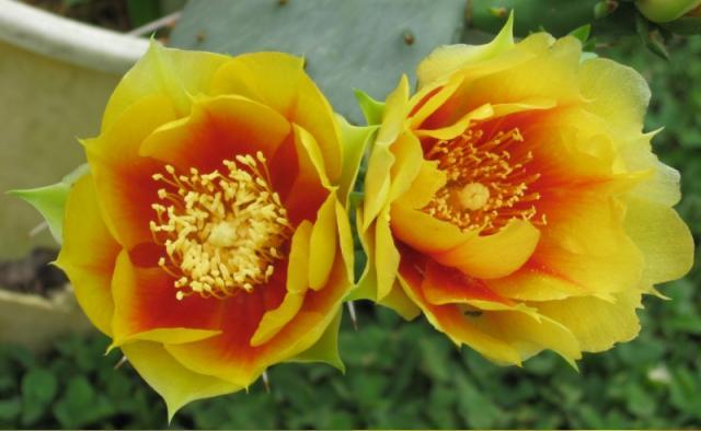 12029_2009-0614_prickly_pear_800px.jpg