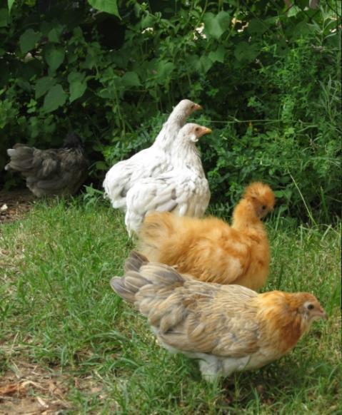 12029_2009-0719_bantam_chicks_in_yard_500px.jpg