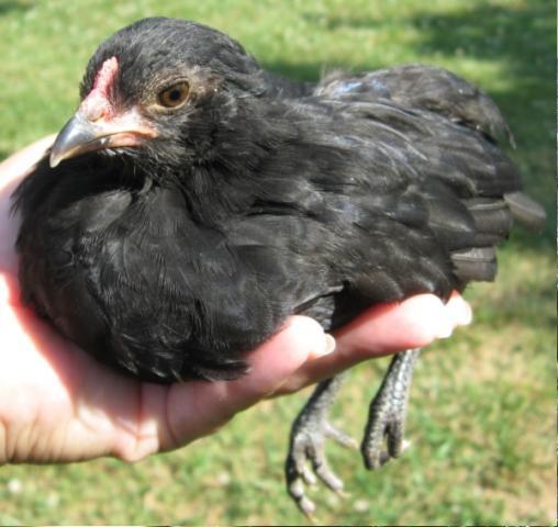 12029_2010-0617_ameraucana_black_01.jpg