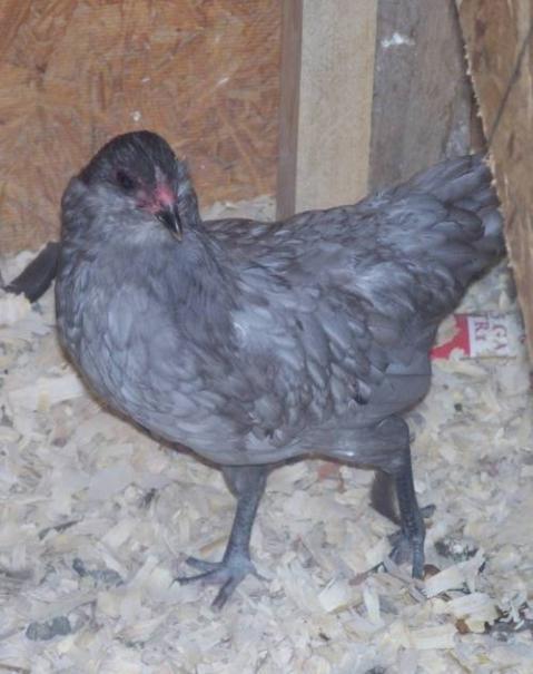 12029_bantam_blue_hen.jpg
