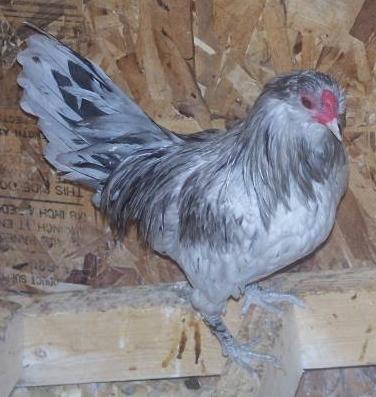 12029_bantam_splash_roo_crop.jpg