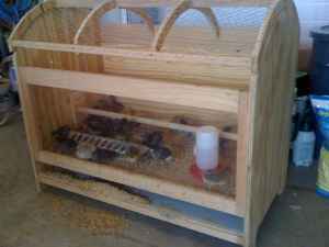 Chick Crib Brooder Idea Backyard Chickens Learn How To Raise