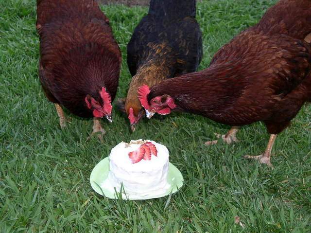 12029_hens_with_bday_cake_-_backyard_buddies.jpg