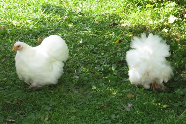 12082_2_pullets_3_mos.jpg