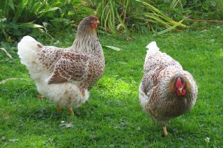 12082_2_splash_pullets.jpg