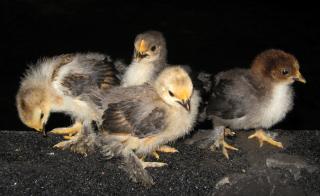 12082_716_hatch.jpg