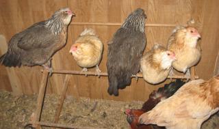 12082_amer_pullets.jpg