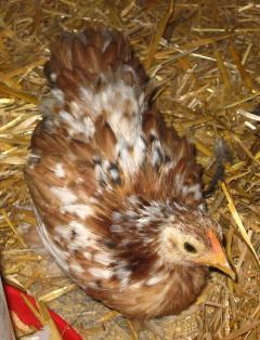 12082_baby_fern_pullet_7_wks.jpg