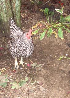 12082_barb_landscaping.jpg