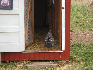 12082_barbara_in_coop.jpg