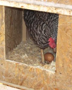 12082_barbaras_egg.jpg