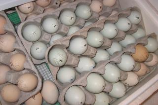 12082_blue_eggs.jpg