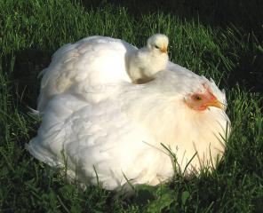 12082_broody_hen_and_baby.jpg