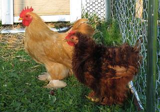 12082_buff_frizzle_side_cropt.jpg