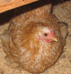 12082_buff_mottled_pullet.jpg