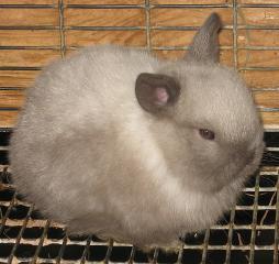 12082_bunny.jpg