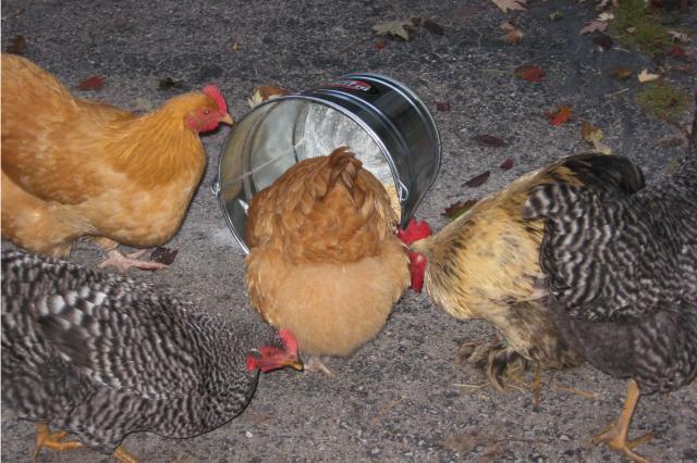 12082_chicken_bucket.jpg