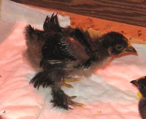 12082_chuckie_x_dusty.jpg