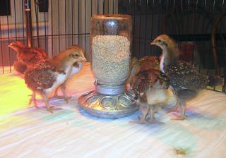 12082_eating3_wks.jpg