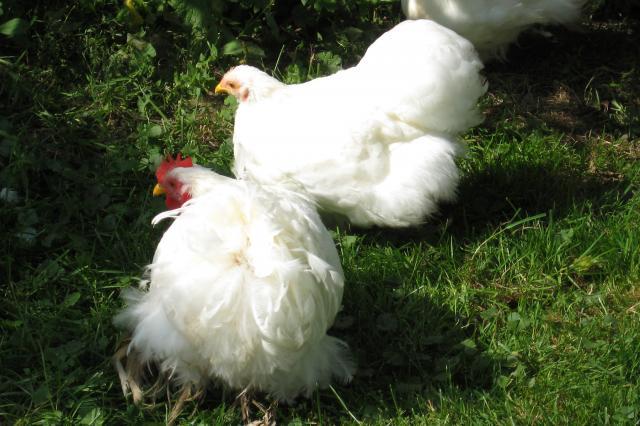 12082_flock_at_3.jpg