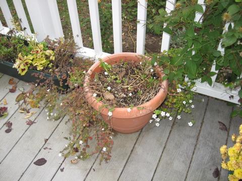 12082_flower_pot.jpg