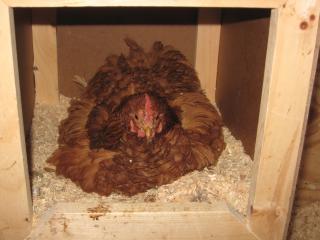 12082_frizzie.jpg