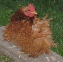 12082_frizzie_2_1010.jpg