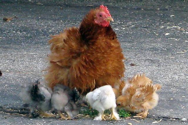 12082_frizziebabies.jpg