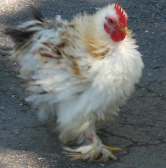 12082_frizzle_tricolor_side.jpg