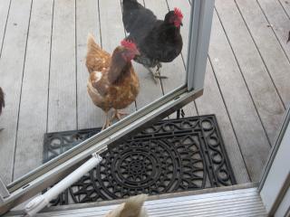 12082_halloween_hens.jpg