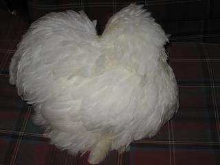 12082_headless_chicken.jpg