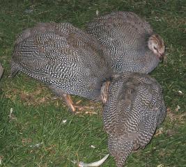 12082_keets2_mos.jpg
