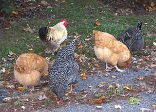 12082_leroy_bandits.jpg