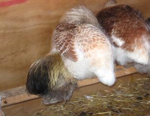 12082_leroy_cuddling_wendy.jpg