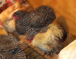 12082_leroy_snuggles_barbara.jpg