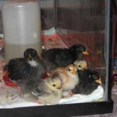12082_lookout_babies.jpg
