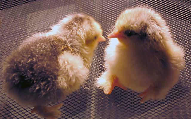 12082_mf_cochin_chicks.jpg