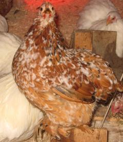 12082_mf_pullet_headon.jpg