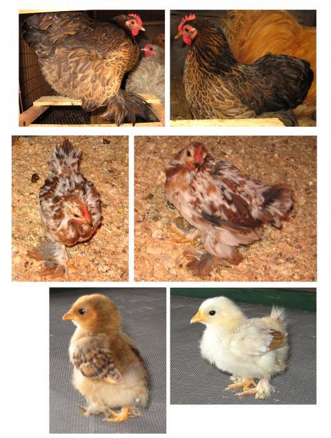 12082_mille_project_birds.jpg