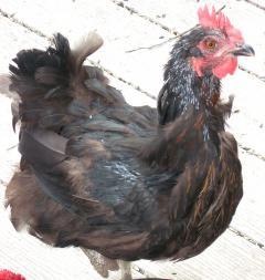12082_molting_roastmary.jpg