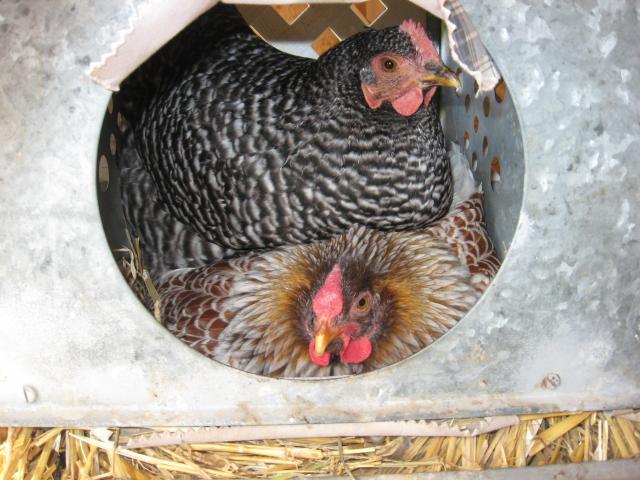 12082_nested_hens.jpg