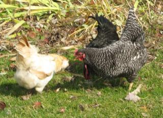 12082_peck_to_ameraucana.jpg