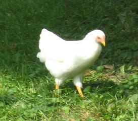 12082_rock_pullet_4_mos.jpg